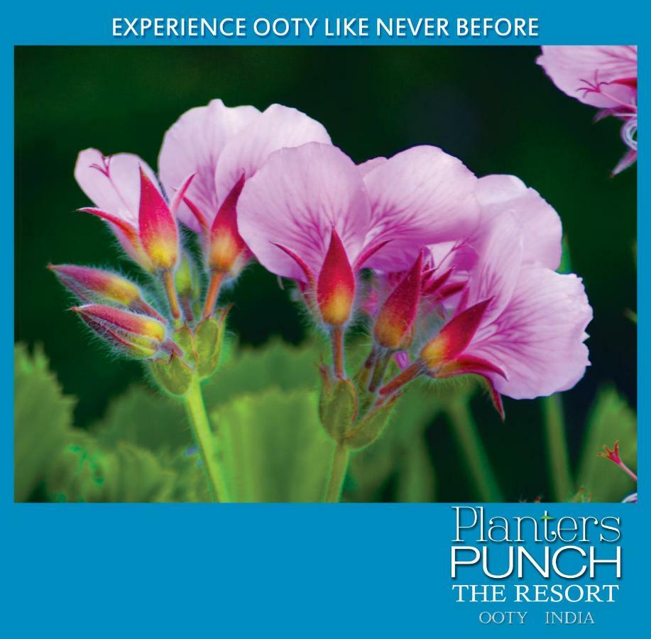 Planters Punch Villa Ooty Eksteriør billede
